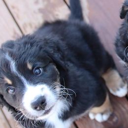 Bernedoodles from Doodles of the Rockies