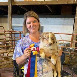 Miniature American Shepherds, Miniature Australian Shepherds, and Toy Australian Shepherds from Best Little Aussies