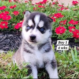 Boy 1 - Black and white male Siberian Husky puppy in Grayson, Kentucky from Kentucky Huskies