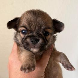 Harry - Fawn male Chihuahua puppy in Spring Hill, Florida from Stardom Chihuahuas & CKCS