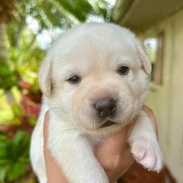 Blue - Yellow male Labrador Retriever puppy in Vero Beach, Florida from Southern Sunshine Labradors