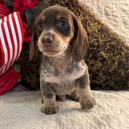 Zander - Piebald male Dachshund puppy in Hensley, Arkansas from The Dachshund Barn
