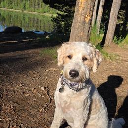 Meet Maggie - Parti female Goldendoodle puppy in Layton, Utah from Gracious Doodle Dogs
