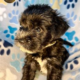 Zellie - Black female Miniature Schnauzer puppy in Frankford, Delaware from Miniature Schnauzers of Delmarva
