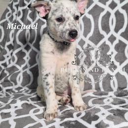 Michael - Blue male Australian Cattle Dog puppy in Silsbee, Texas from Rockin ND Ranch