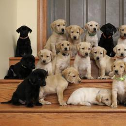 Labrador Retriever Puppies from Gochee Labs