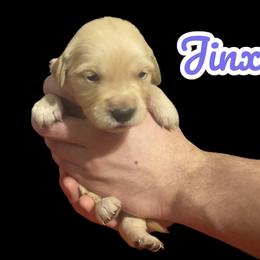 Jinx - Golden female Golden Retriever puppy in Peoria, Arizona from Westwing Retrievers