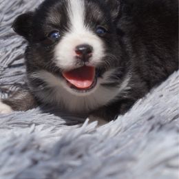 Hot Dog - Black and white male Pomsky puppy in Krum, Texas from Paw-Some Pomskies