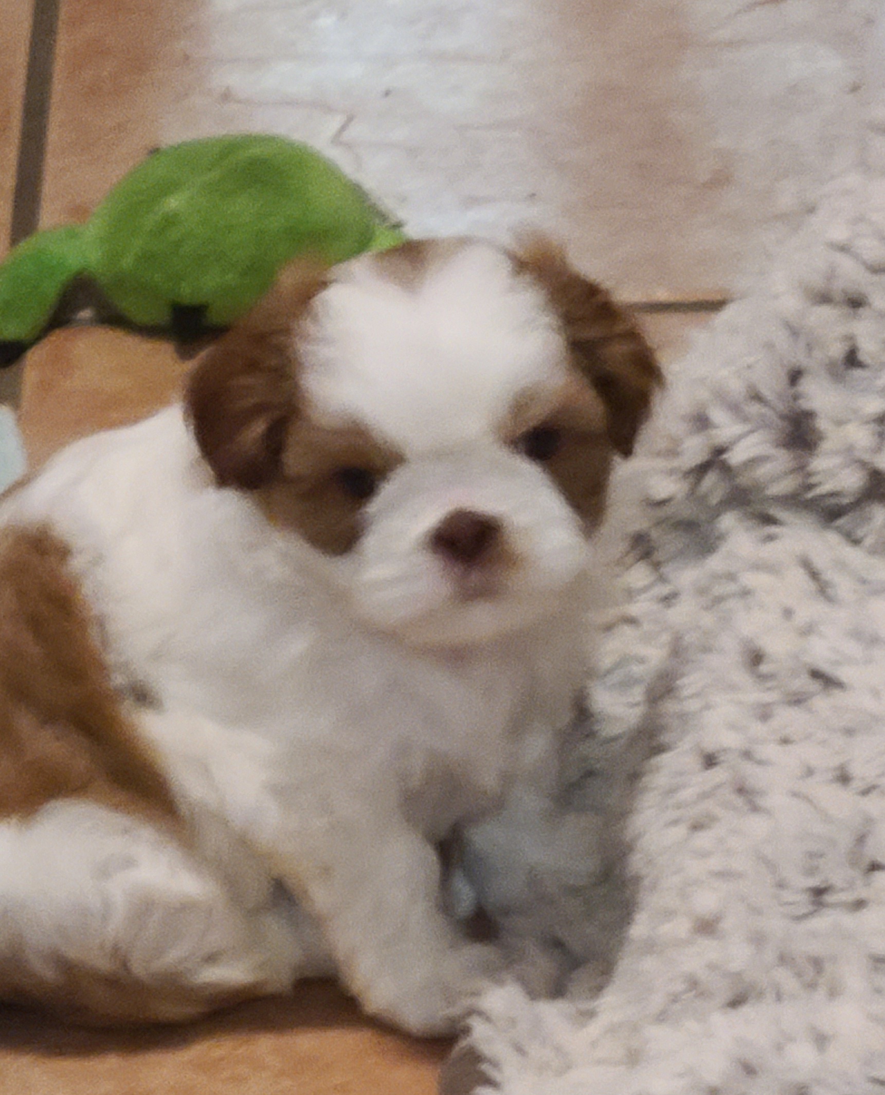 Shih Tzu Puppies from SuLynnes Shih Tzus