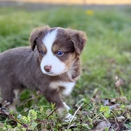 Theodore - Red tri male Miniature Australian Shepherd puppy in College Station, Texas from South Paw Toy Aussies