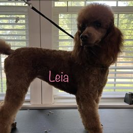 Leia - Poodle