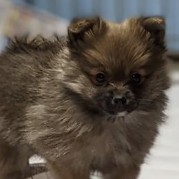 Pomeranians from Kingdom