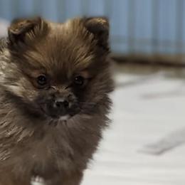 Pomeranians from Kingdom