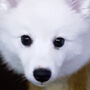American Eskimo Dogs from Barbara's Pups