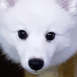 American Eskimo Dogs from Barbara's Pups