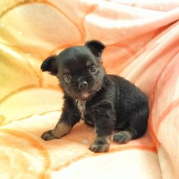 Pascal - Black and tan male Chihuahua puppy in Cedarville, Ohio from Evereve Kennels