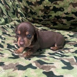 Boy 2 - Chocolate and tan male Dachshund puppy in Saint Jo, Texas from Reeves Dashing-Hounds