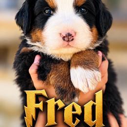 Fred - Black rust and white male Bernese Mountain Dog puppy in Paradise Valley, Nevada from Bayles Berners