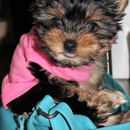 Yorkshire Terriers from Lori's Ohana Yorkies