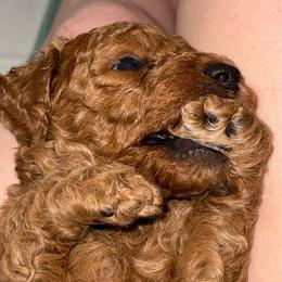Yellow - Apricot female Poodle puppy in Keedysville, Maryland from Sunshine Red Standard Poodles