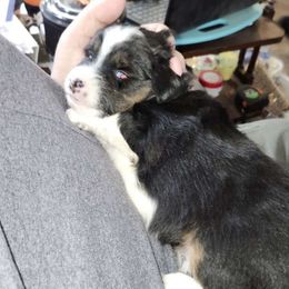 Boy 1 - Miniature Australian Shepherd puppy from Willow Flats Kennels
