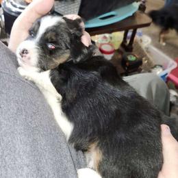 Boy 1 - Miniature Australian Shepherd puppy from Willow Flats Kennels