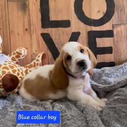 Basset Hound Puppies from Baggy Butt Bassets