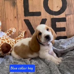 Basset Hound Puppies from Baggy Butt Bassets