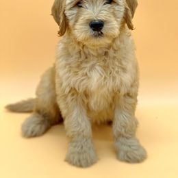 John Wayne - Goldendoodle puppy in Lancaster, Minnesota from North Star Dog Training