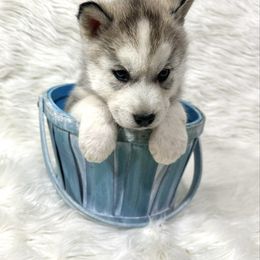 Grinch - Gray and white male Siberian Husky puppy in Vail, Iowa from Homegrown Huskies