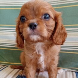 AKC Cinnamon - Ruby male Cavalier King Charles Spaniel puppy in Soddy Daisy, Tennessee from Cocoa Cavaliers