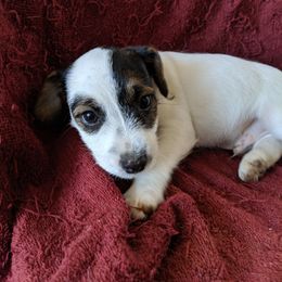 Batman boy - Tri-colored male Parson Russell Terrier puppy in Phelan, California from Heather's Puppies