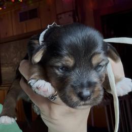 Cinnamon (white) - Black and tan male Yorkshire Terrier puppy in South Lake Tahoe, California from Sierra Nevada Yorkies