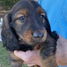 Dachshunds from Boggy Branch Dachshunds