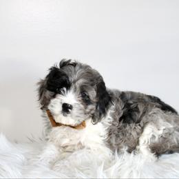 Sage-READY NOW - Merle female Cavapoo puppy in Apple Creek, Ohio from Arlene Hershberger