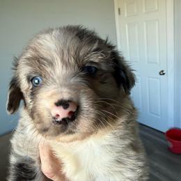 Bluebell - Blue merle female Australian Shepherd puppy in Ellensburg, Washington from Creekside Aussies