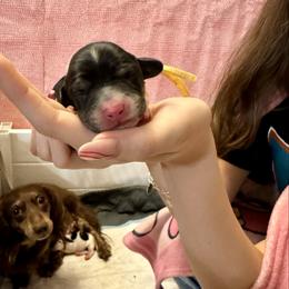 Salt - Piebald female Dachshund puppy in San Antonio, Texas from Chocolate Pet Connection