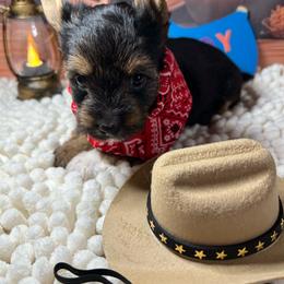 Boy 2 (1500) - Chocolate, tan and white male Yorkshire Terrier puppy in Douglas, Georgia from Southern Georgia Yorkies and biewers