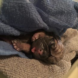 Makena - Fawn female Pug puppy in Frisco, Texas from RD Pugs