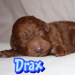 Drax - Red  male Poodle puppy in Sheridan, California from Renegade Standard Poodles