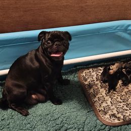 Pug Puppies from Pugs and Kisses from Kansas