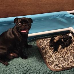 Pug Puppies from Pugs and Kisses from Kansas