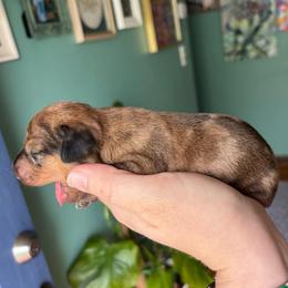 Marigold - Dapple female Dachshund puppy in Jacksonville, North Carolina from Lizzie’s Doxies