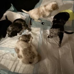 Aussiedoodle Puppies from Vali Girl Aussiedoodles