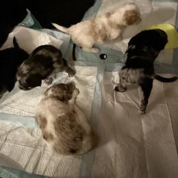 Aussiedoodle Puppies from Vali Girl Aussiedoodles
