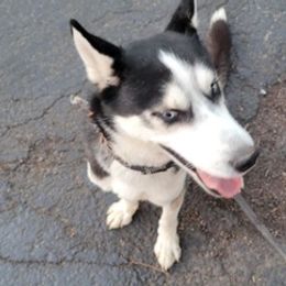 Siberian Huskies from Cute Canines & Corp