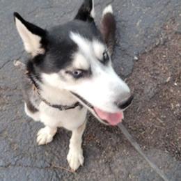 Siberian Huskies from Cute Canines & Corp