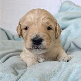 Aspen - Cream male Goldendoodle puppy in Gunnison, Utah from Curls and Camo Pups