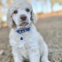 Mr Blue collar - White male Poodle puppy in Screven, Georgia from Dreamland Standard Poodles