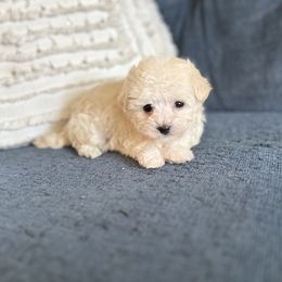 Maltipoo Puppies from Gem Puppies